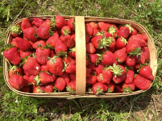 Devostock Strawberries Basket Summer 602500