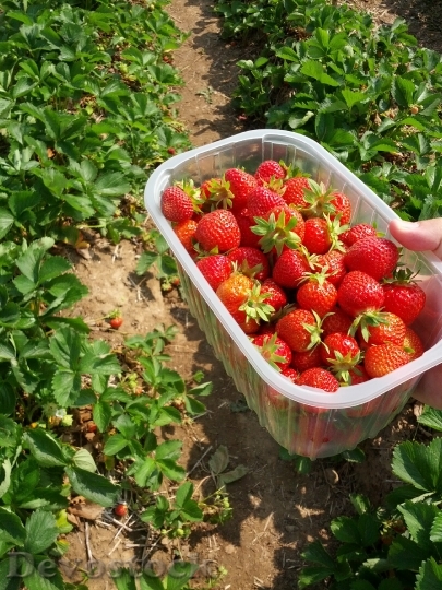Devostock Strawberries Berries Fruit Sweet