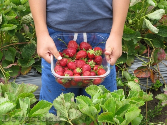 Devostock Strawberries Boy Child Farm