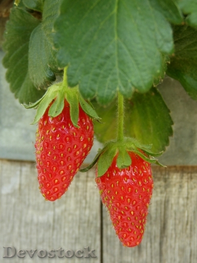 Devostock Strawberries Cask Red Fruit