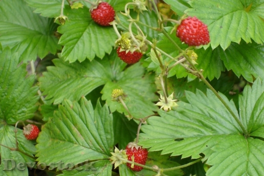 Devostock Strawberries Forest Fruits 174080