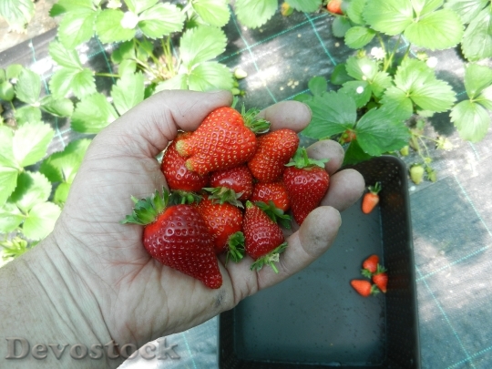 Devostock Strawberries Fruit Food Sweet