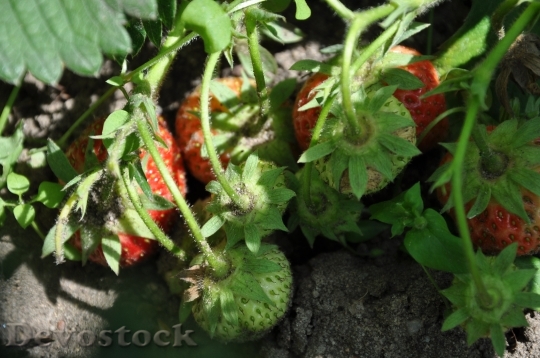 Devostock Strawberries Fruit Garden Delicious