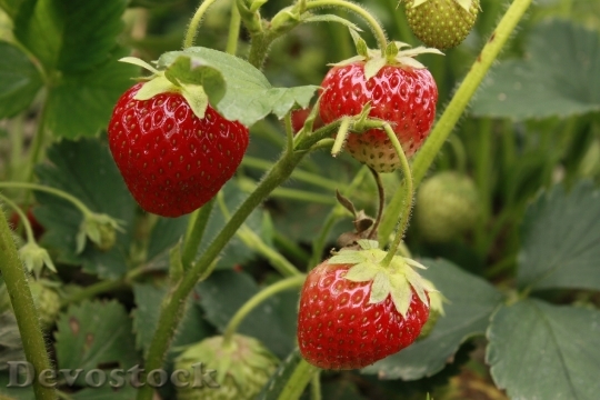 Devostock Strawberries Fruit Mature Tasty