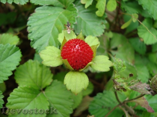 Devostock Strawberries Fruit Red 55039