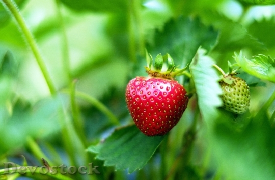Devostock Strawberries Fruit Red Green