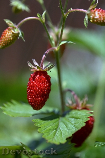 Devostock Strawberries Fruit Strawberries 849171