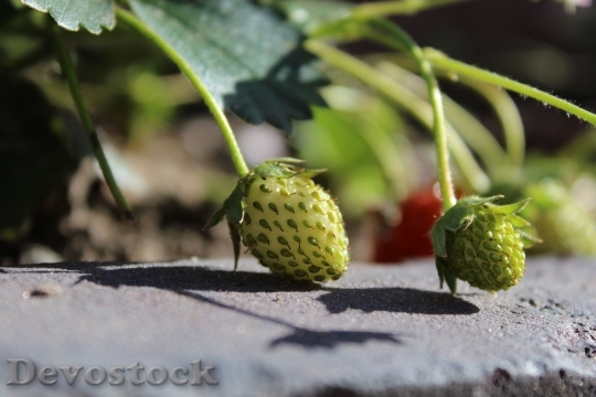Devostock Strawberries Immature Fruit Close