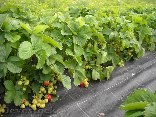 Devostock Strawberries Plants Green Fruits