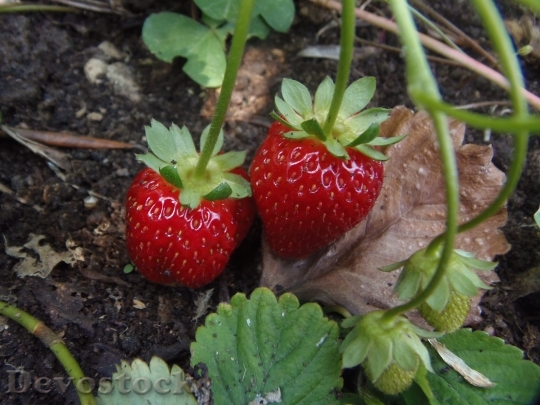 Devostock Strawberries Red Fruit Food