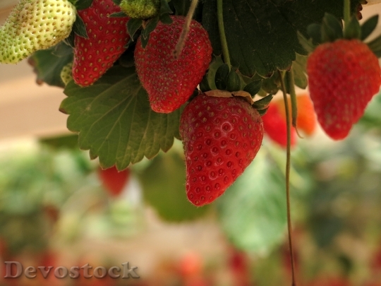 Devostock Strawberries Red Fruit Organic