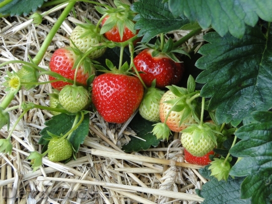Devostock Strawberries Red Sweet Plant