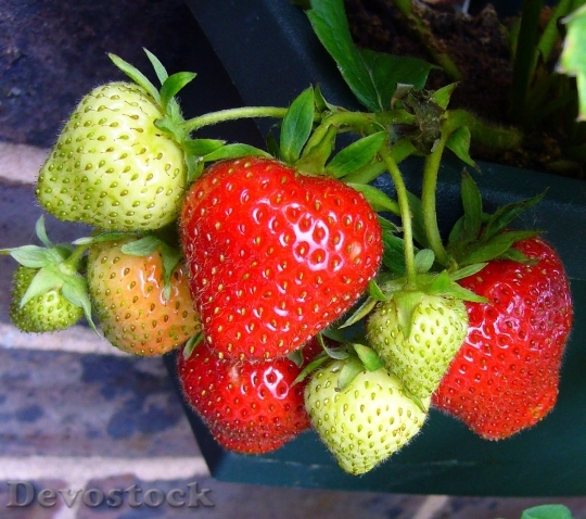 Devostock Strawberries Strawberry 56995