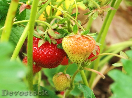 Devostock Strawberries Strawberry Fruit Sweet