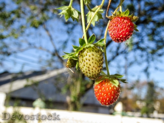 Devostock Strawberries Strawberry Fruits 698431