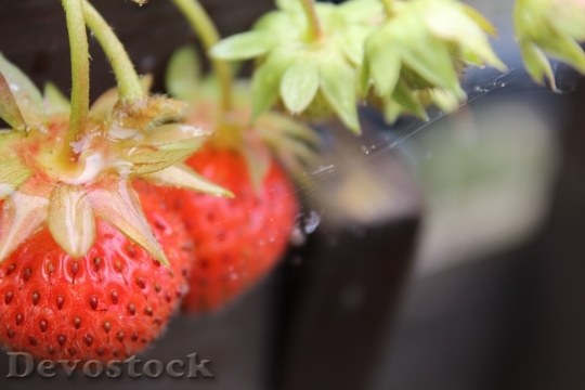 Devostock Strawberries Vine Homemade Fruit
