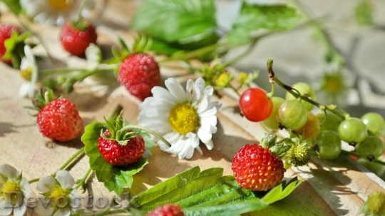 Devostock Strawberries Wild Strawberries Daisy 1