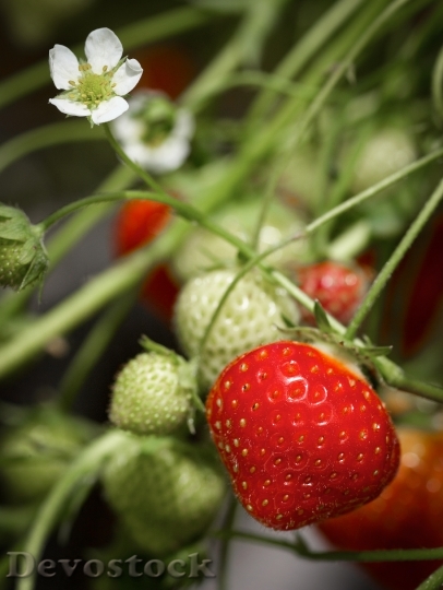 Devostock Strawberry Agriculture Berries 608743