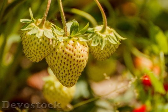 Devostock Strawberry Berry Fruit Immature