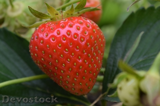 Devostock Strawberry Close Red Fruit