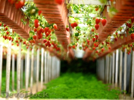 Devostock Strawberry Farms Gardens Gardening