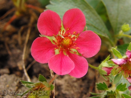 Devostock Strawberry Flower Red Blossom