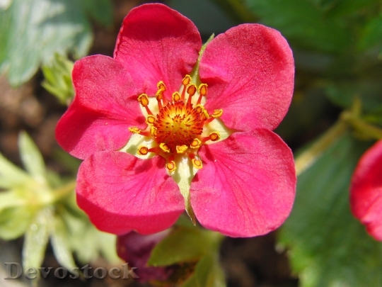 Devostock Strawberry Flower Red Spring