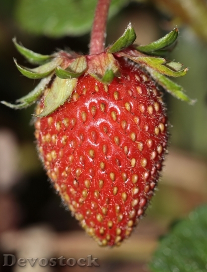Devostock Strawberry Fragaria Food 393778