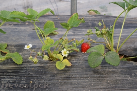Devostock Strawberry Fruit Countryside 1348705