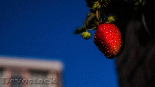Devostock Strawberry Fruit Gardening 1591844