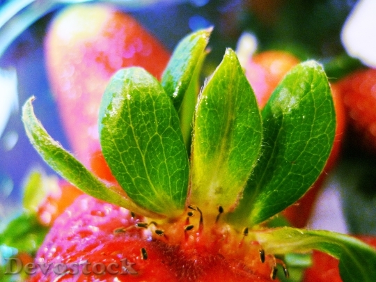 Devostock Strawberry Fruit Macro Berry