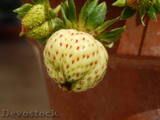 Devostock Strawberry Fruit Nature 702390