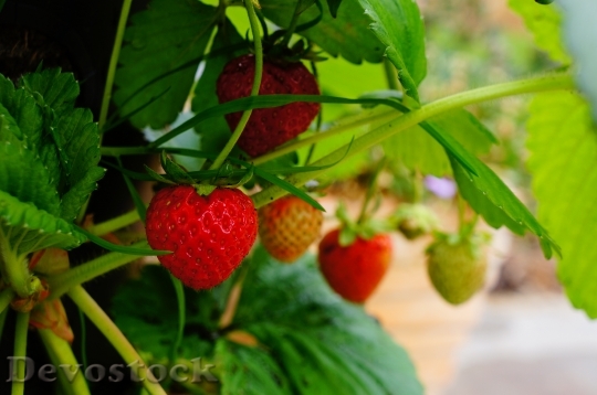 Devostock Strawberry Fruit Plant Food