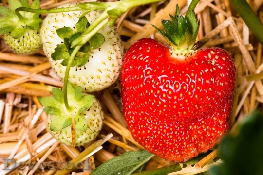 Devostock Strawberry Fruit Red Fruits 3