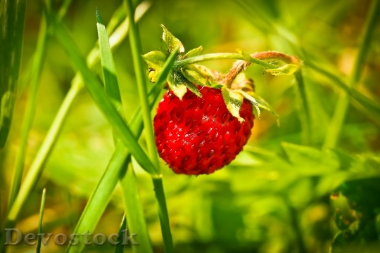 Devostock Strawberry Fruit Red Sweet 13