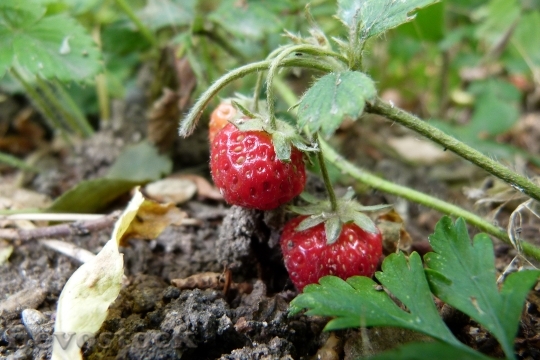 Devostock Strawberry Fruit Summer Garden