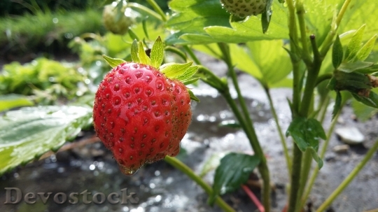 Devostock Strawberry Fruit Sweet Delicious 1