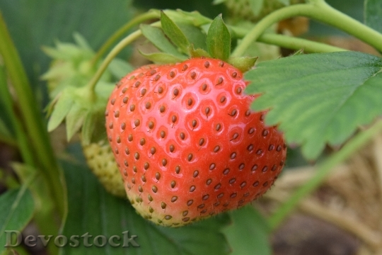 Devostock Strawberry Fruit Sweet Red 1