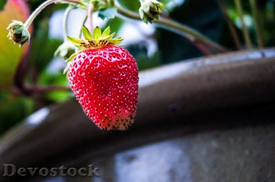 Devostock Strawberry Garden Plant Fruit 0