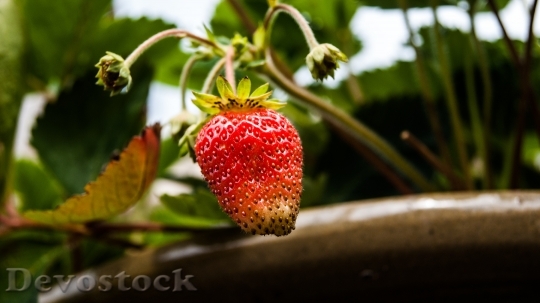 Devostock Strawberry Garden Plant Fruit