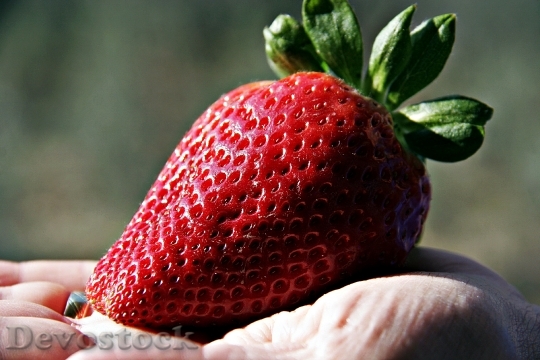 Devostock Strawberry Giant Strawberry Fruit
