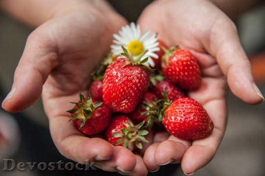 Devostock Strawberry Hands Harvest Fruit
