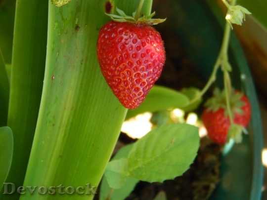 Devostock Strawberry Huerta Garden Fruit