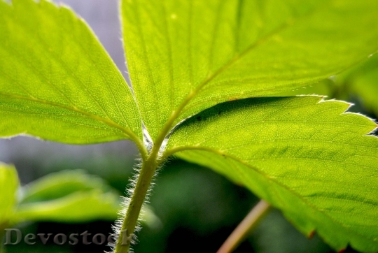 Devostock Strawberry Leaf Structure Green