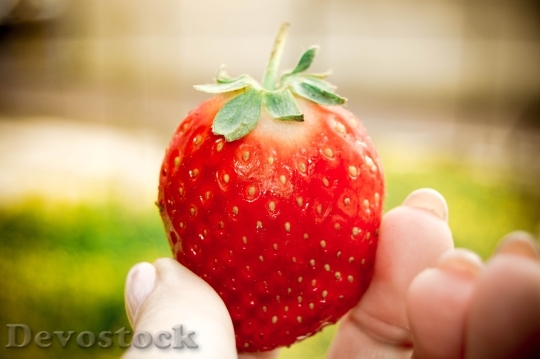 Devostock Strawberry Nature Fruit Hand