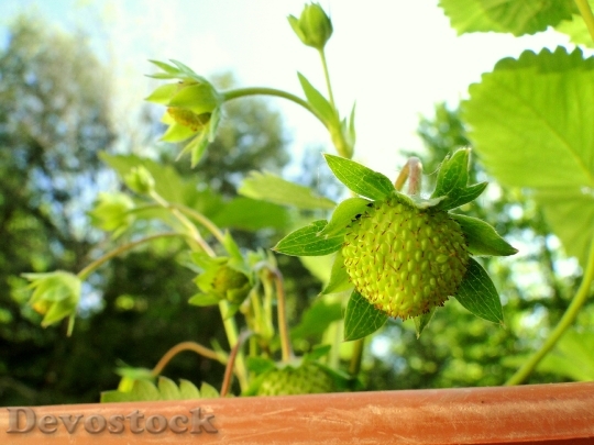 Devostock Strawberry Plant Green Ripening