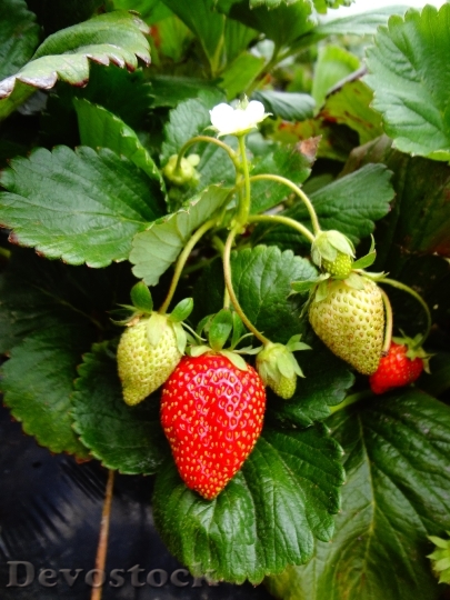 Devostock Strawberry Plant Strawberry Fruit