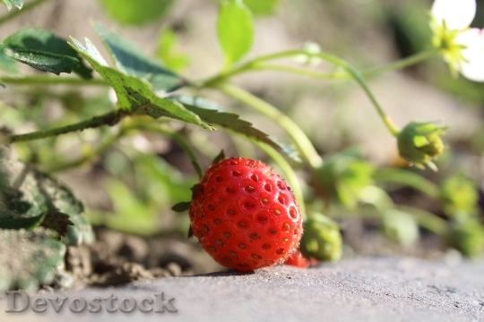 Devostock Strawberry Red Fruit Summer