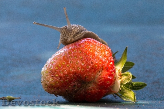 Devostock Strawberry Snail Eat Shell 0