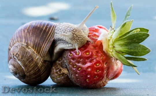 Devostock Strawberry Snail Eat Shell 5